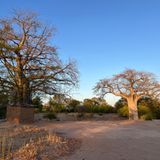 Zwei riesige Baobab-Bäume stehen im Abendlicht