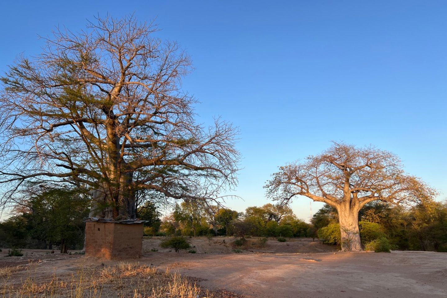 Zwei riesige Baobab-Bäume stehen im Abendlicht Zwei riesige Baobab-Bäume stehen im Abendlicht