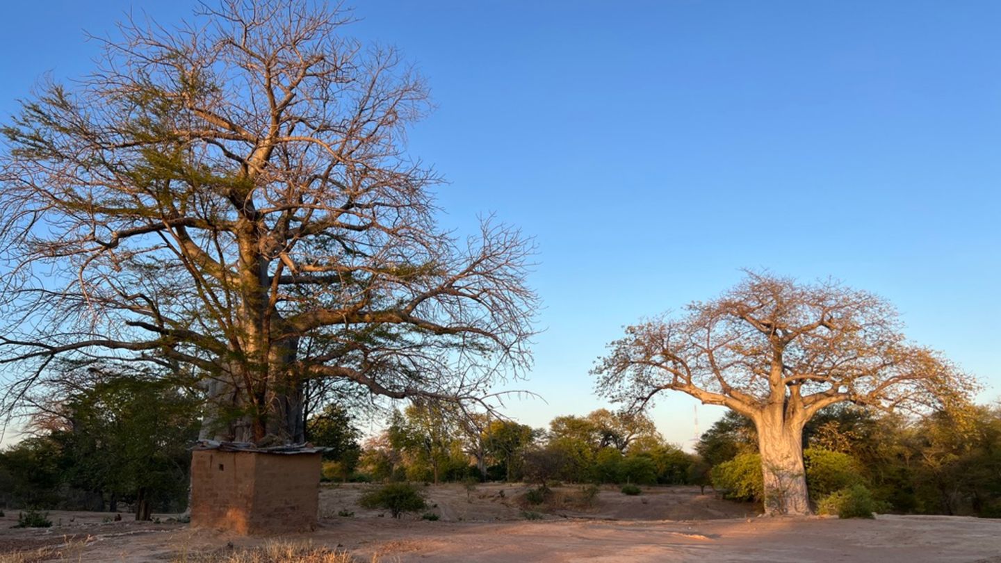 Zwei riesige Baobab-Bäume stehen im Abendlicht
