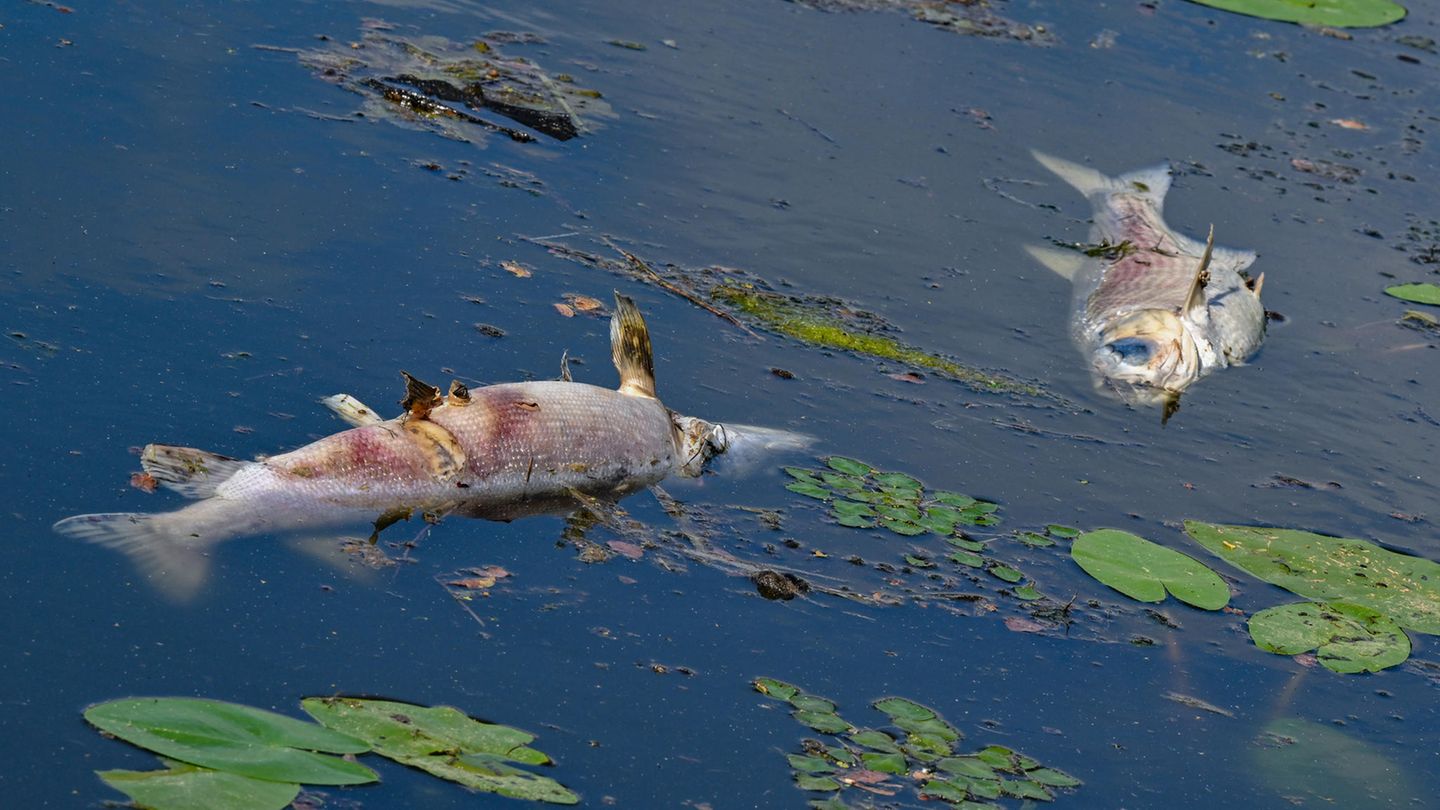 Leblos treiben zwei Fische in einem Nebenarm des deutsch-polnischen Grenzflusses der Oder