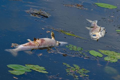 Leblos treiben zwei Fische in einem Nebenarm des deutsch-polnischen Grenzflusses der Oder