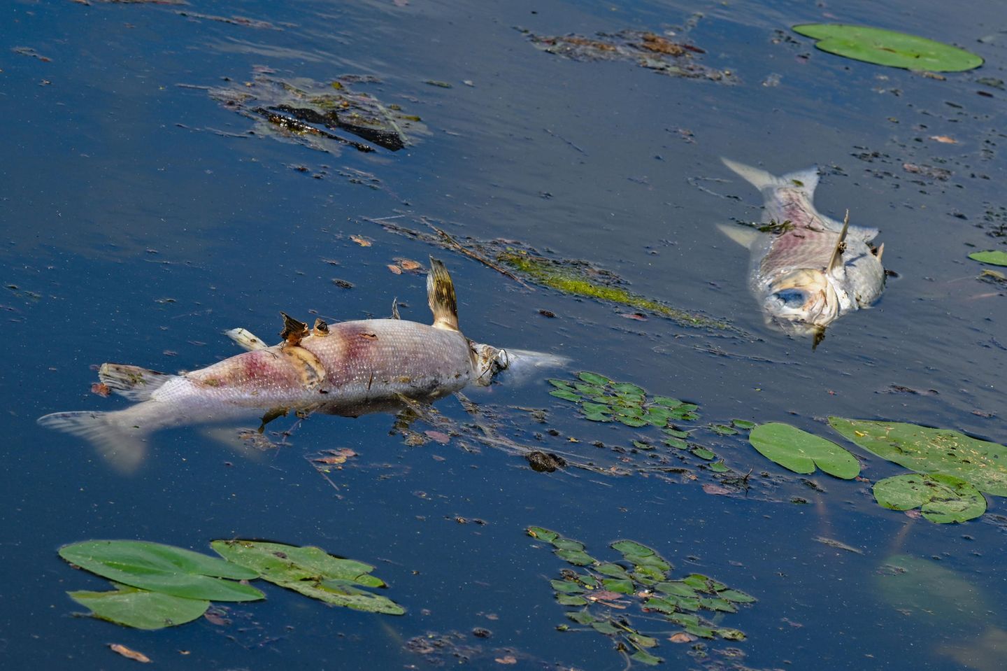 Leblos treiben zwei Fische in einem Nebenarm des deutsch-polnischen Grenzflusses der Oder