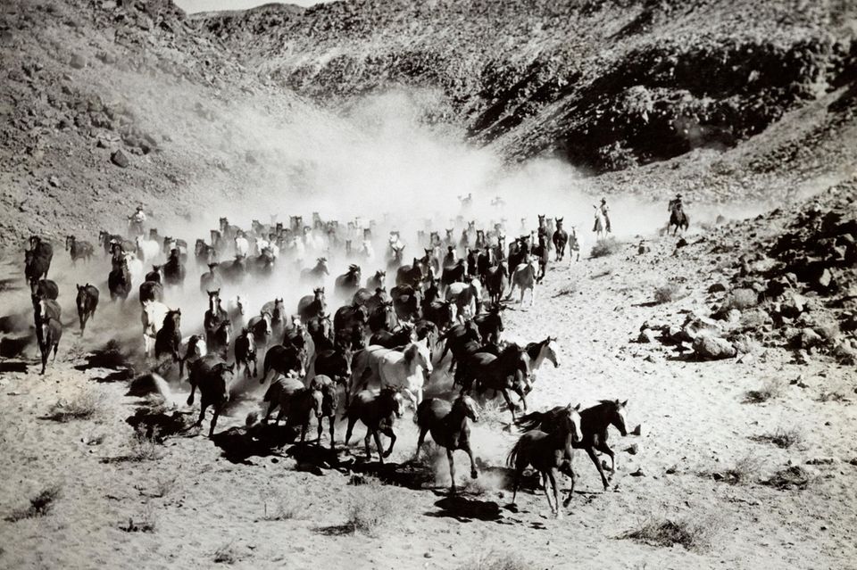 Pferdetreiber treiben eine Herde Mustangs durch einen Canyon, sw-Foto