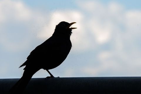 Amsel gegen das Licht fotografiert