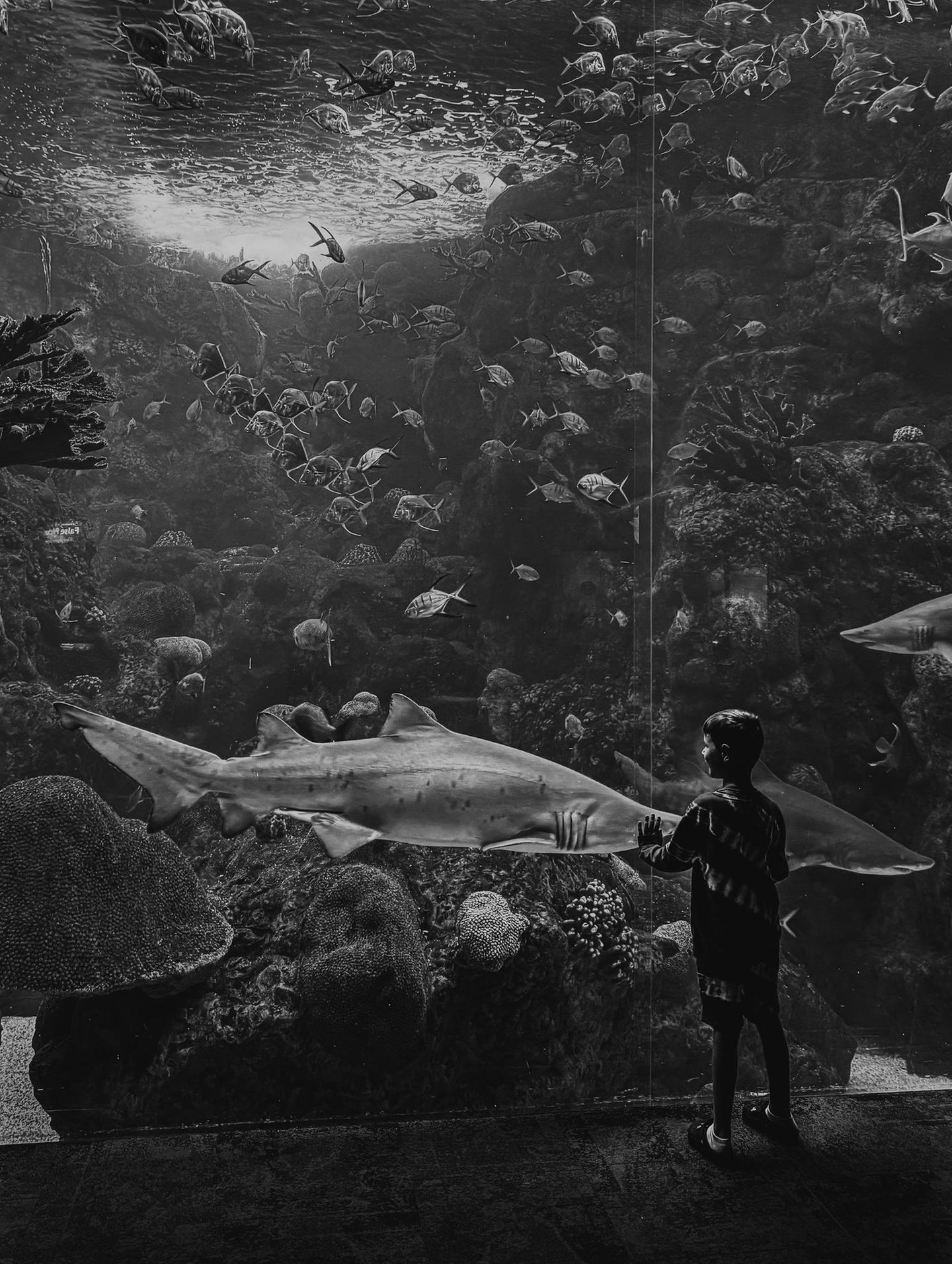 Junge blickt in ein Aquarium