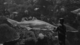 Junge blickt in ein Aquarium