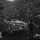 Junge blickt in ein Aquarium