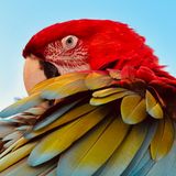 Papagei dreht den Kopf nach hinten