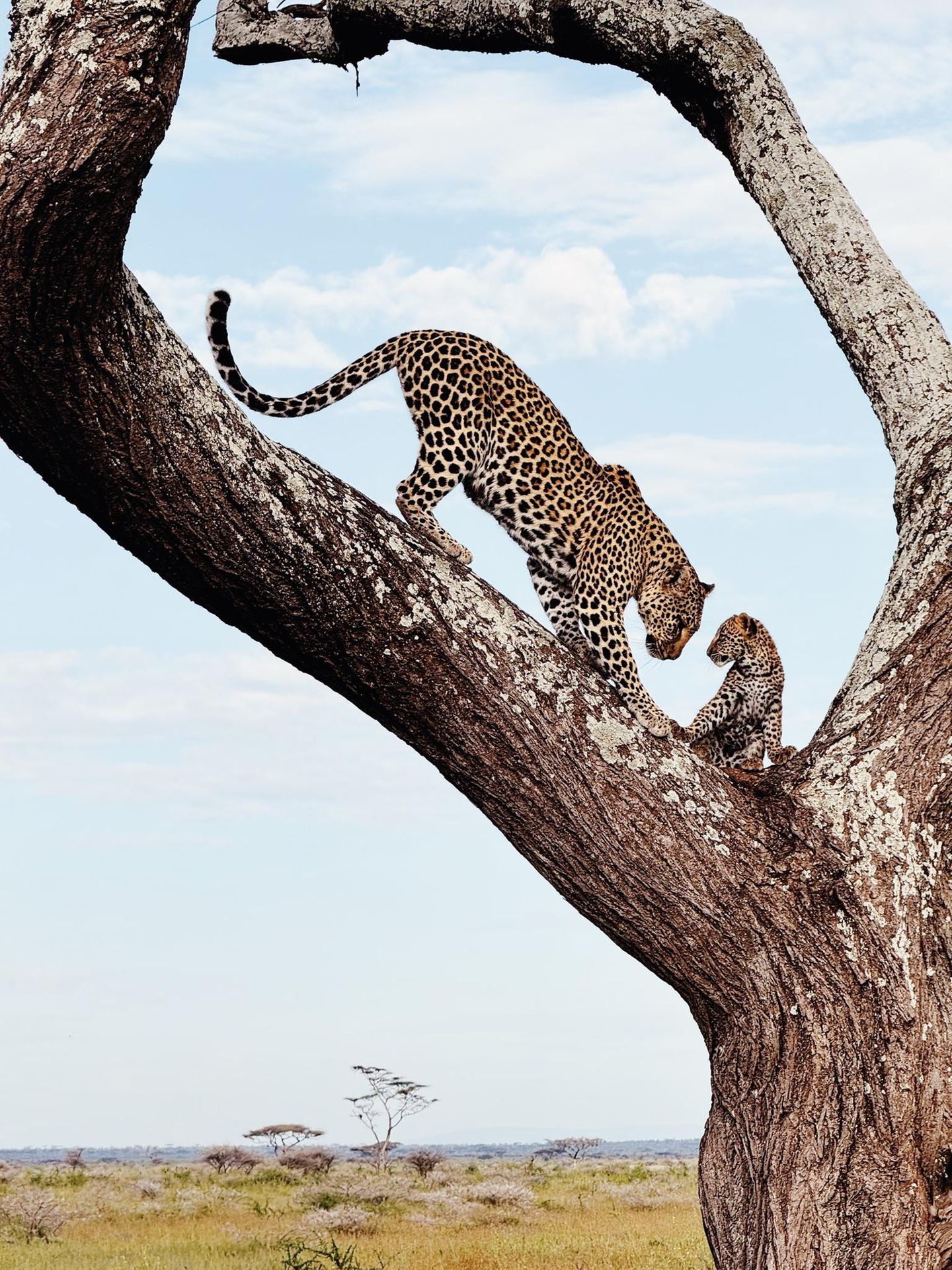 Leopardenmutter und Leopardenkind im Serengeti Nationalpark