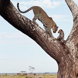 Leopardenmutter und Leopardenkind im Serengeti Nationalpark