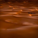 Kamele in der Wüste