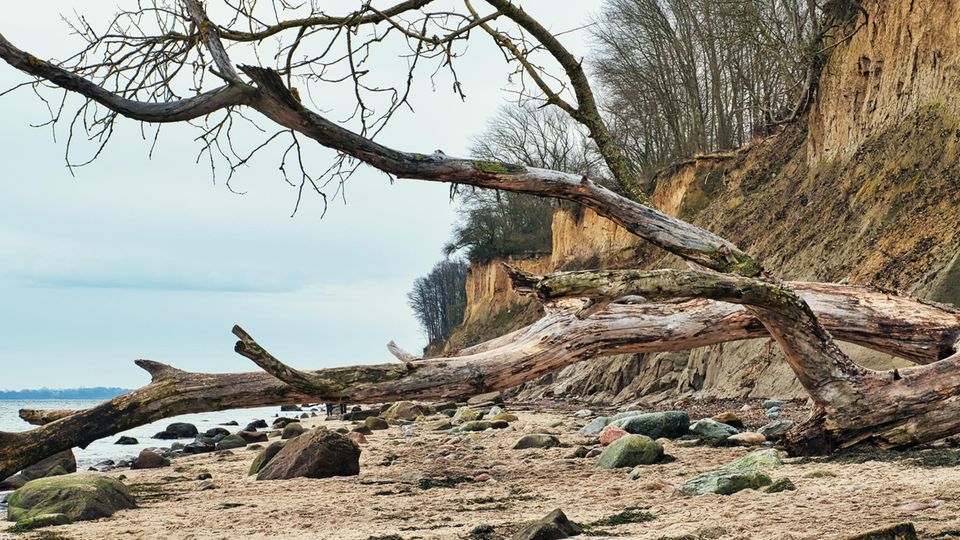 Nur an wenigen Stellen in Schleswig-Holstein reicht der Wald bis an die Küste der Ostsee heran. Jedes Jahr stürzen Baumriesen, die sich nicht mehr halten können, auf den Strand des Brodtener Ufers