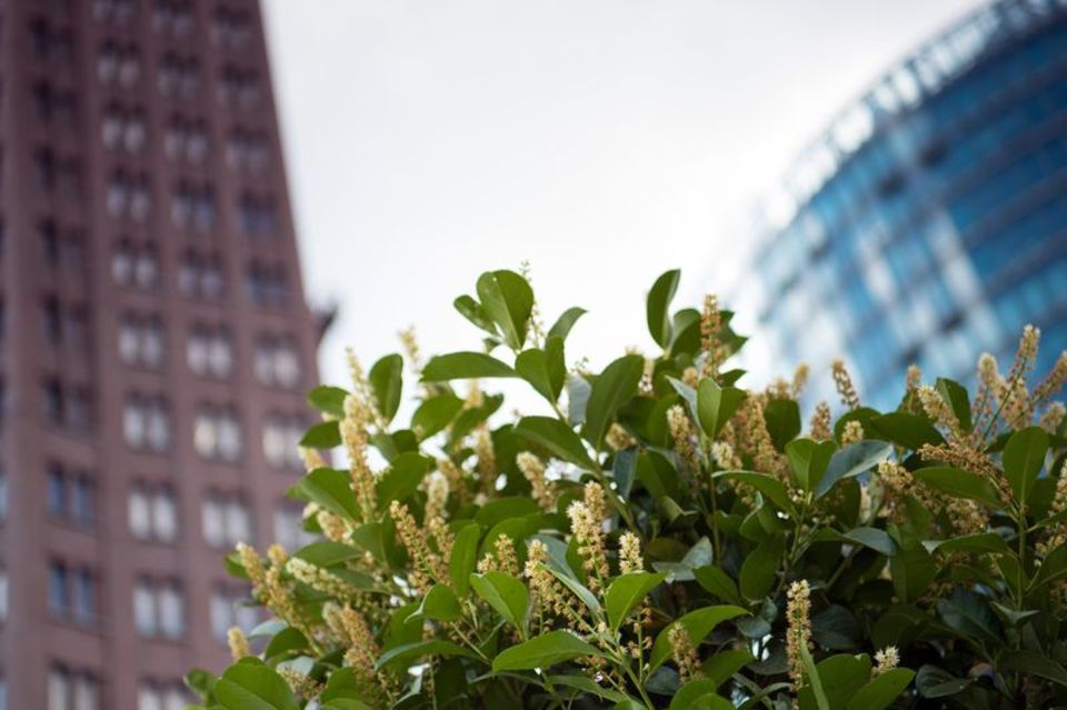 Kirschlorbeer ist ain Deutschland vor allem als blickdichte Hecke beliebt