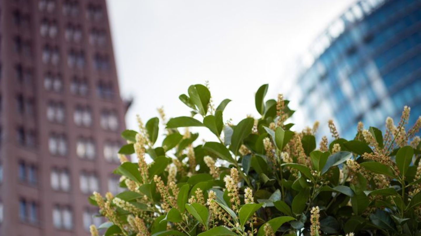 Kirschlorbeer ist ain Deutschland vor allem als blickdichte Hecke beliebt