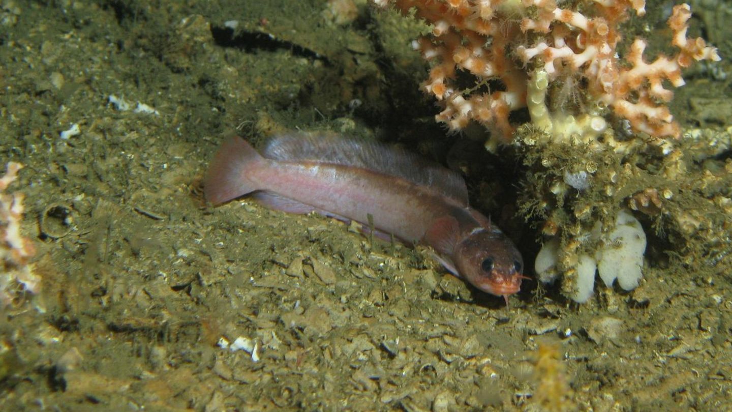 Gaidropsarus mauritanicus ist nur etwa 73 Millimeter lang und lebt in den Kaltwasserkorallenriffen vor der Küste Mauretaniens