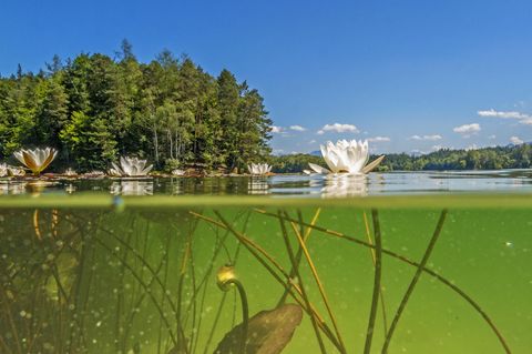 Das Oberflächenwasser der Seen in Deutschland erwärmt sich geringfügig schneller als die Luft. Mit möglicherweise fatalen Konsequenzen für die Ökosysteme