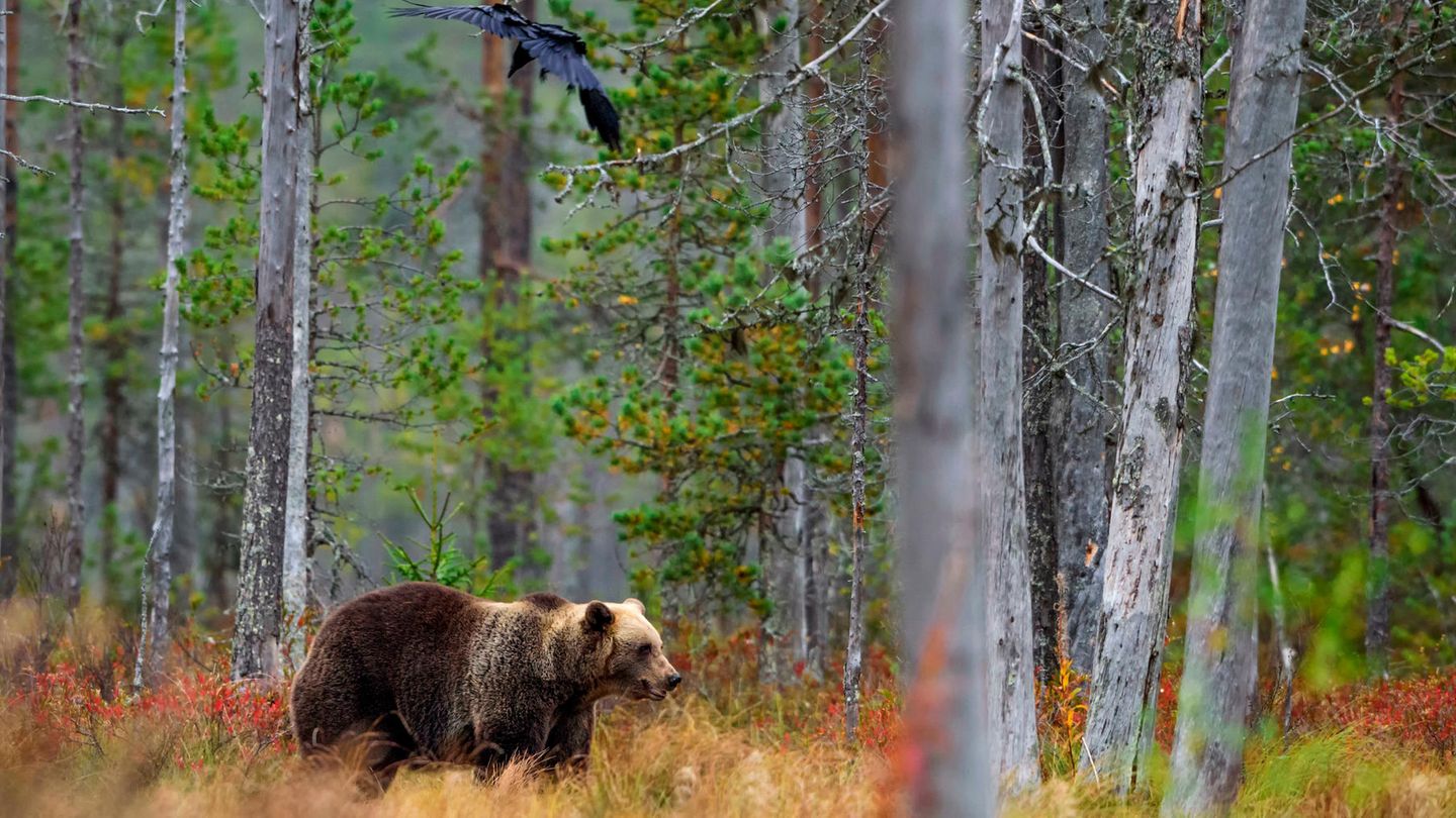 Schätzungsweise 2450 Braunbären streifen durch Schwedens Wälder. Knapp 500 von ihnen sollen nun sterben