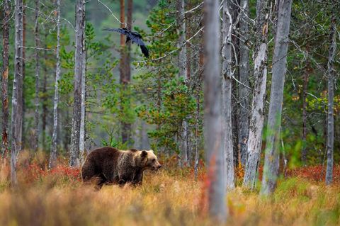 Schätzungsweise 2450 Braunbären streifen durch Schwedens Wälder. Knapp 500 von ihnen sollen nun sterben