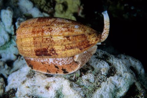 Ein Landkartenkegel-Schnecke