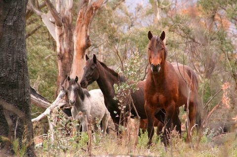 Brumbies in Australien