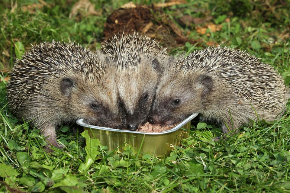 Drei junge Igel am Fressnapf