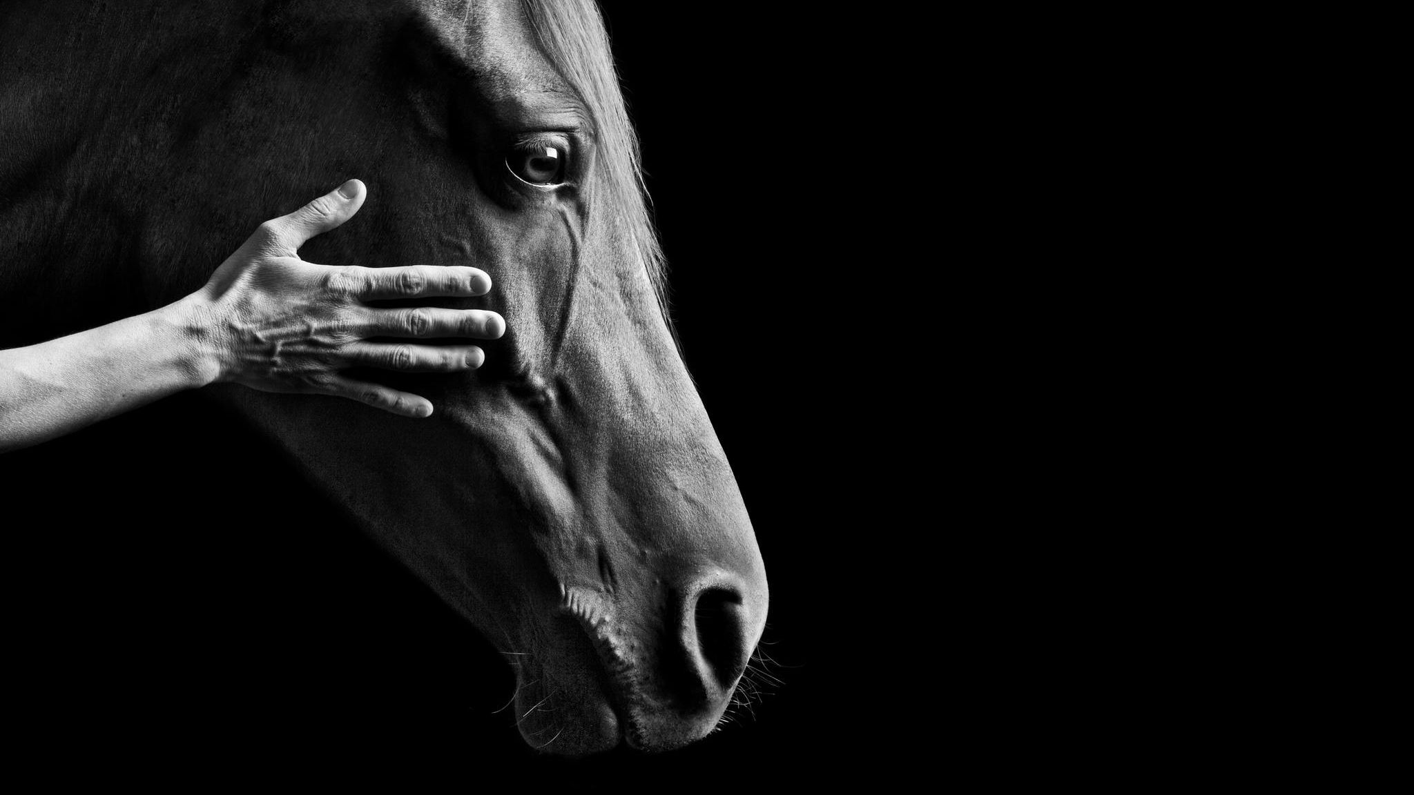 Zehntausende Jahre war das Pferd dem Menschen nur ein Beutetier. Als er lernte, dessen Wildheit zu zähmen, taten sich neue Weiten auf. Allzu viel Dank war den Pferden für ihre epochalen Hilfsdienste jedoch nicht beschert