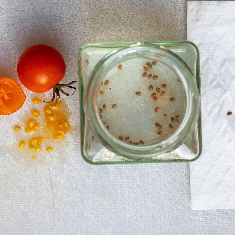 Tomatensamen gewinnen: Aufgeschnittene Tomate, Schraubglas, Küchenpapier