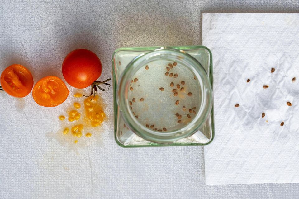 Tomatensamen gewinnen: Aufgeschnittene Tomate, Schraubglas, Küchenpapier