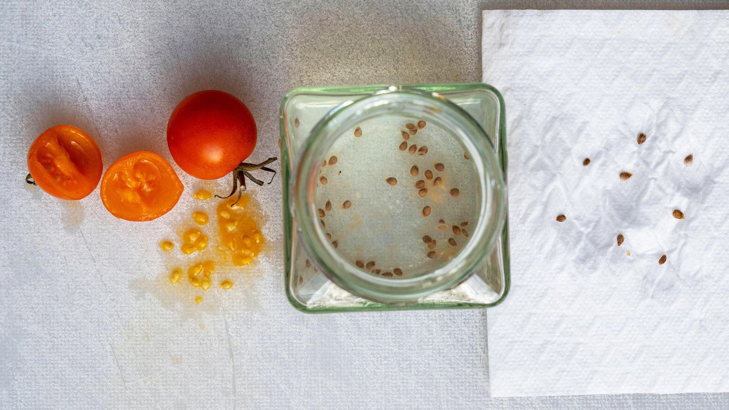 Tomatensamen gewinnen: Aufgeschnittene Tomate, Schraubglas, Küchenpapier