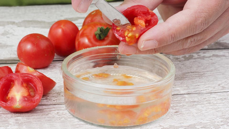 Tomatensamen gewinnen: Zwei Hände kratzen mit einem Messer Fruchtfleisch aus einer Tomate