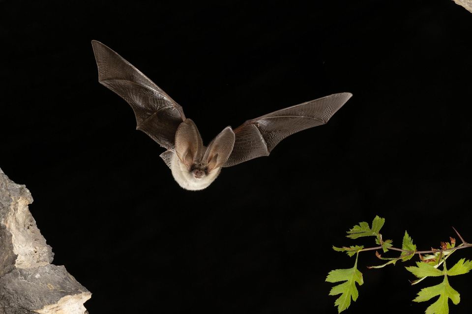 Graues Langohr (Plecotus austriacus) im Flug, Thüringen, Deutschland, in Deutschland vom Aussterben bedrohte Fledermaus, Europa