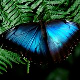 Blauer Schmetterling auf Blättern