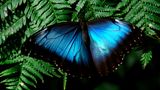 Blauer Schmetterling auf Blättern