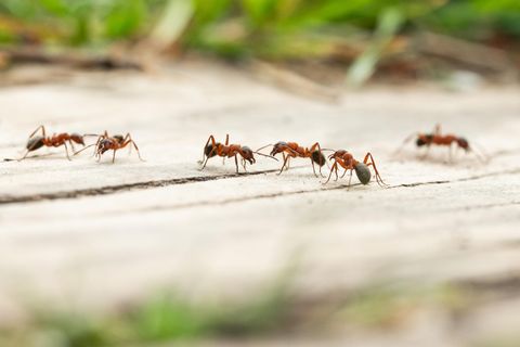 Waldameisen sind auf einem Holzstück eines Wanderwegs zu sehen