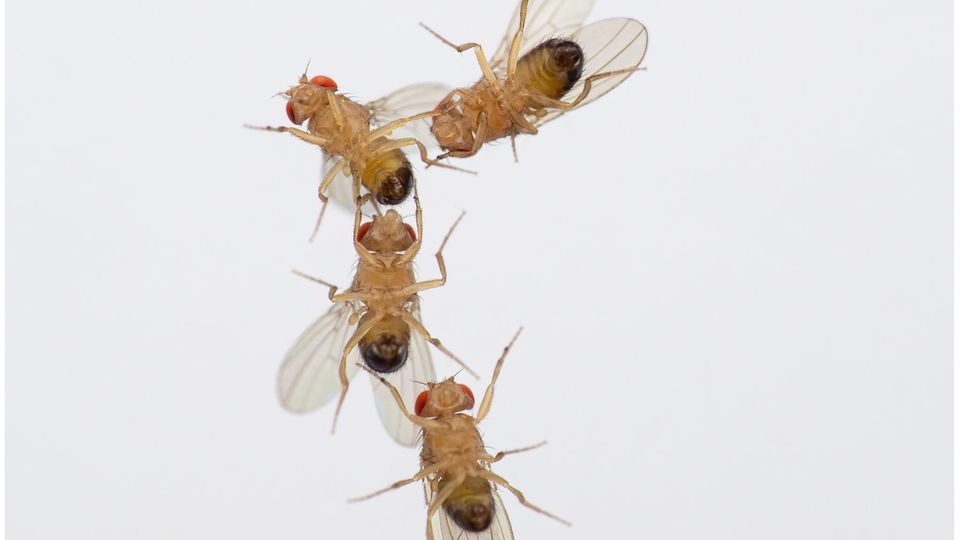 Biologie: Balzkette von vier männlichen Drosophila-Fliegen. Die Fliegenmännchen zeigten ein ungewöhnliches Balzverhalten gegenüber anderen Männchen, die erhöhten Ozonwerten ausgesetzt waren Balzkette von vier männlichen Drosophila-Fliegen. Die Fliegenmännchen zeigten ein ungewöhnliches Balzverhalten gegenüber anderen Männchen, die erhöhten Ozonwerten ausgesetzt waren