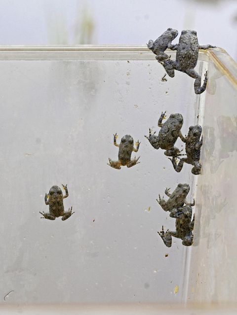 Bei keiner anderen Wirbeltiergruppe vollzieht sich der Abwärtstrend so rasant wie bei den Amphibien. Mit einem Aufzuchtprogramm versuchen Naturschützende, den Schwund zu stoppen