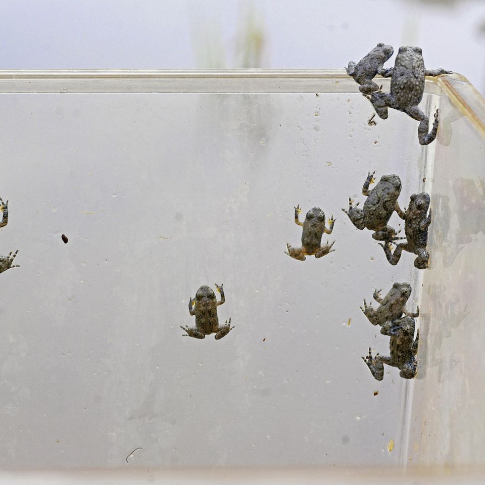 Bei keiner anderen Wirbeltiergruppe vollzieht sich der Abwärtstrend so rasant wie bei den Amphibien. Mit einem Aufzuchtprogramm versuchen Naturschützende, den Schwund zu stoppen