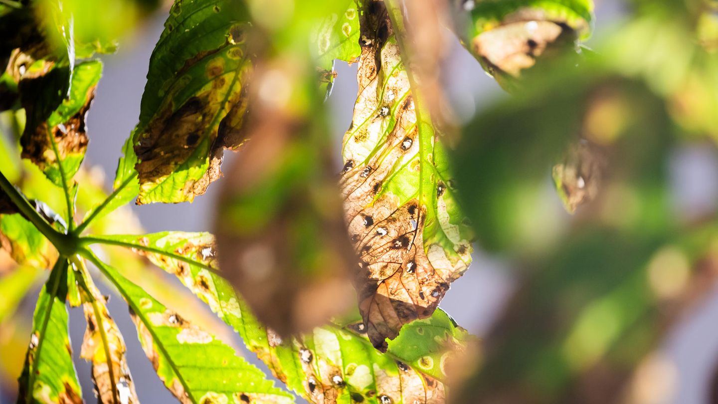 Noch ist der Herbst fern – und doch werfen viele Kastanien schon braune Blätter ab. Schuld ist die Larve der Kastanienminiermotte