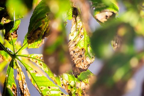 Noch ist der Herbst fern – und doch werfen viele Kastanien schon braune Blätter ab. Schuld ist die Larve der Kastanienminiermotte