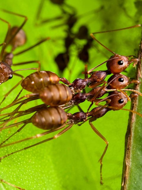 Ameisen auf einem hellgrünen Blatt
