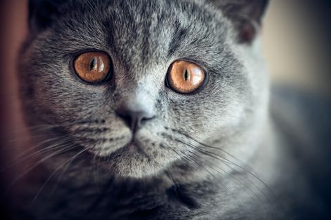 Können Katzen Trauer empfinden? Eine aktuelle Studie aus den USA liefert dafür klare Hinweise