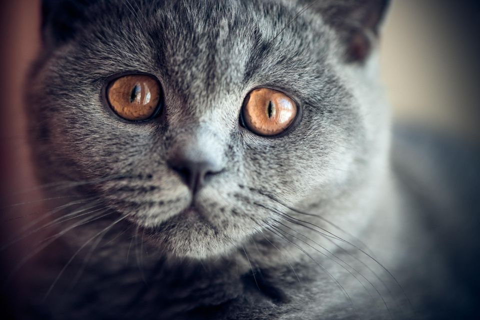 Können Katzen Trauer empfinden? Eine aktuelle Studie aus den USA liefert dafür klare Hinweise 1.5026