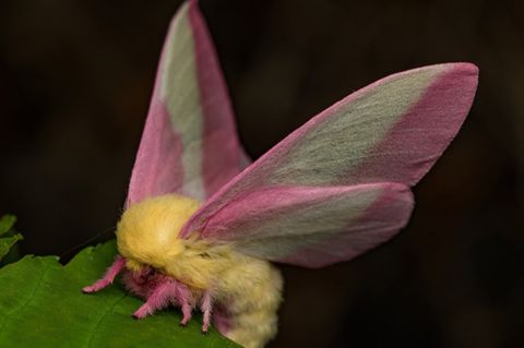 Falter Dryocampa rubicunda