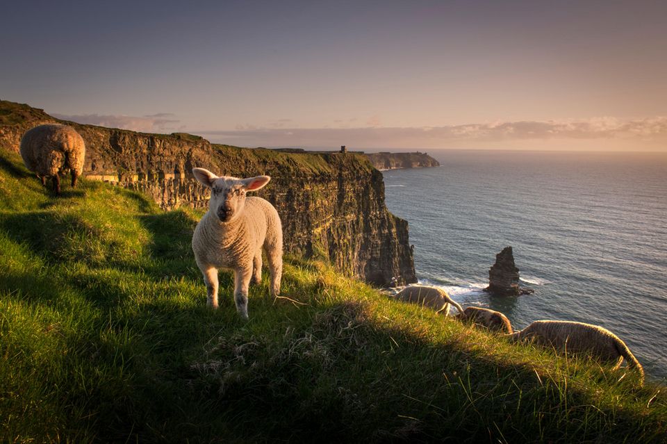 ein Schaf vor der schönen Aussicht Klippen von Moher