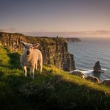 ein Schaf vor der schönen Aussicht Klippen von Moher