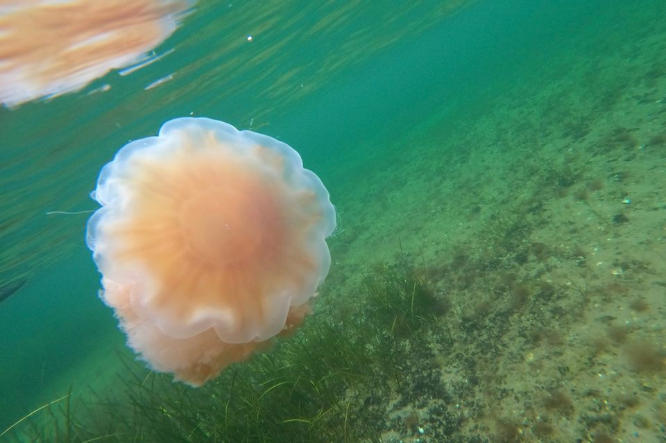 Eine Feuerqualle in der Ostsee. Die für Schwimmer unangenehmen Quallen sind in diesem Sommer vermehrt an der Ostseeküste zu finden 1.3333
