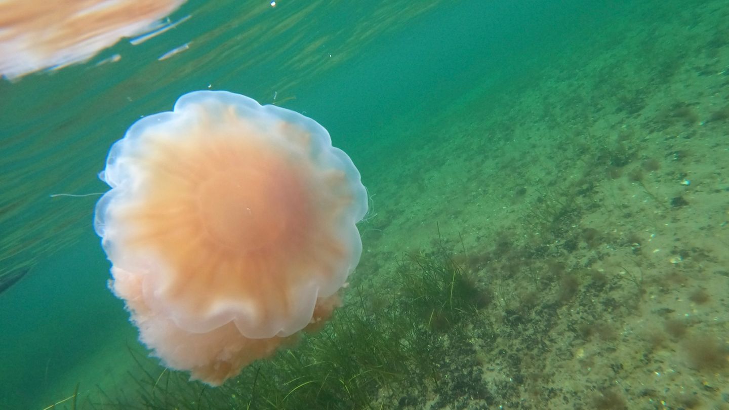 Eine Feuerqualle in der Ostsee. Die für Schwimmer unangenehmen Quallen sind in diesem Sommer vermehrt an der Ostseeküste zu finden