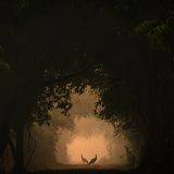 Wie in einem Gemälde stehen die zwei Blauen Pfaue im Wald des Keoladeo-Nationalparks in Indien. In der Dämmerung kommt Indiens Nationalvogel aus dem Schatten der großen Bäume, um nach Insekten und Beeren zu suchen, aber auch, um junge Kobras zu jagen.