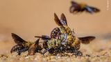 Heiß begehrt ist diese weibliche Grabbiene, deren heller Kopf zwischen den heran drängenden gelben Männchen gerade noch zu erkennen ist. Für diesen Moment lag die Fotografin Georgina Steytler im heißen Sand Westaustraliens.