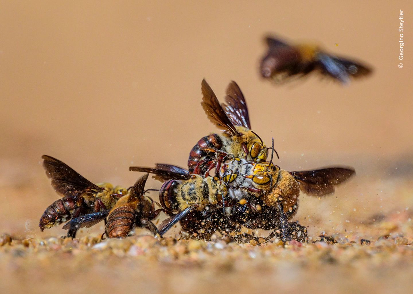 Heiß begehrt ist diese weibliche Grabbiene, deren heller Kopf zwischen den heran drängenden gelben Männchen gerade noch zu erkennen ist. Für diesen Moment lag die Fotografin Georgina Steytler im heißen Sand Westaustraliens.